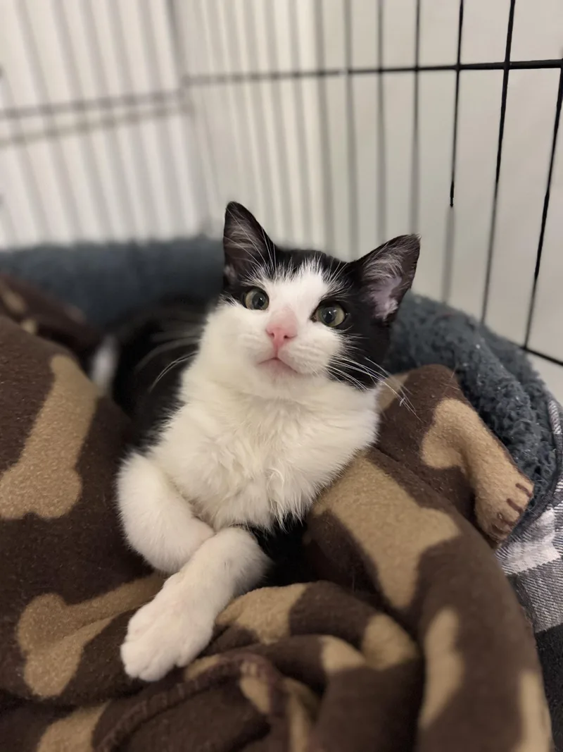 A baby medium-sized female Black & White / Tuxedo Domestic Long Hair cat named Pinky for adoption in Dodgeville, WI