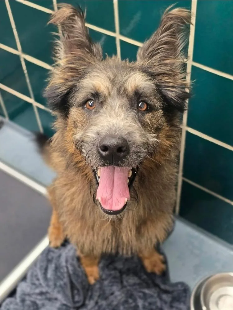 An adult large-sized male German Shepherd Dog dog named Mac HW+ for adoption in Sedalia, CO