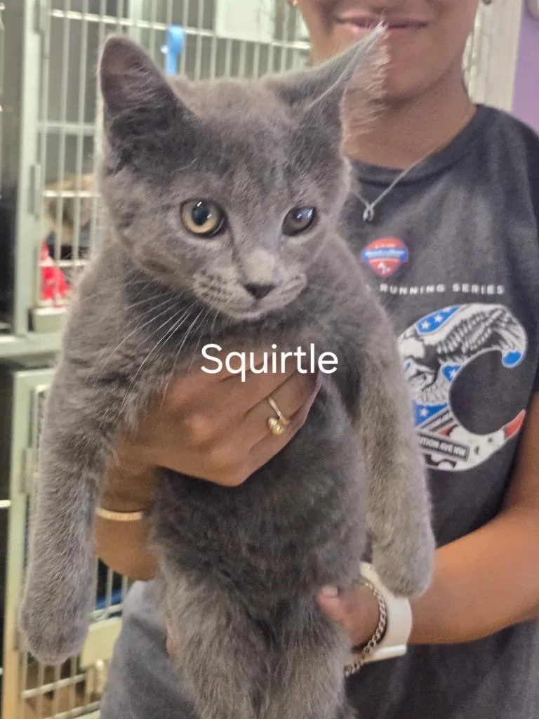 A baby small-sized female Domestic Medium Hair cat named Squirtle for adoption in Cambridge, MD