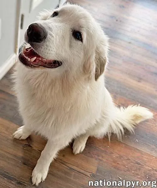 Sapphire In Ct  thumbnail 2