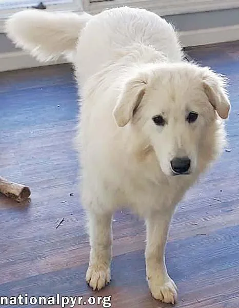 Sapphire In Ct  thumbnail 3