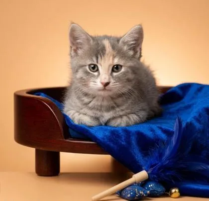A baby small-sized female Domestic Medium Hair cat named Chamomile for adoption in Cumming, GA