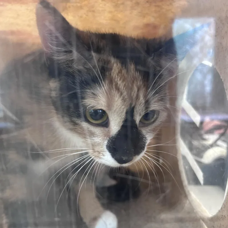 A young medium-sized female Calico Domestic Short Hair cat named Tinka for adoption in Philadelphia, PA
