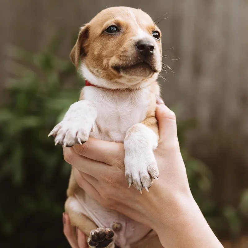 A baby medium-sized male White / Cream Pointer dog named Howdy for adoption in Spring, TX