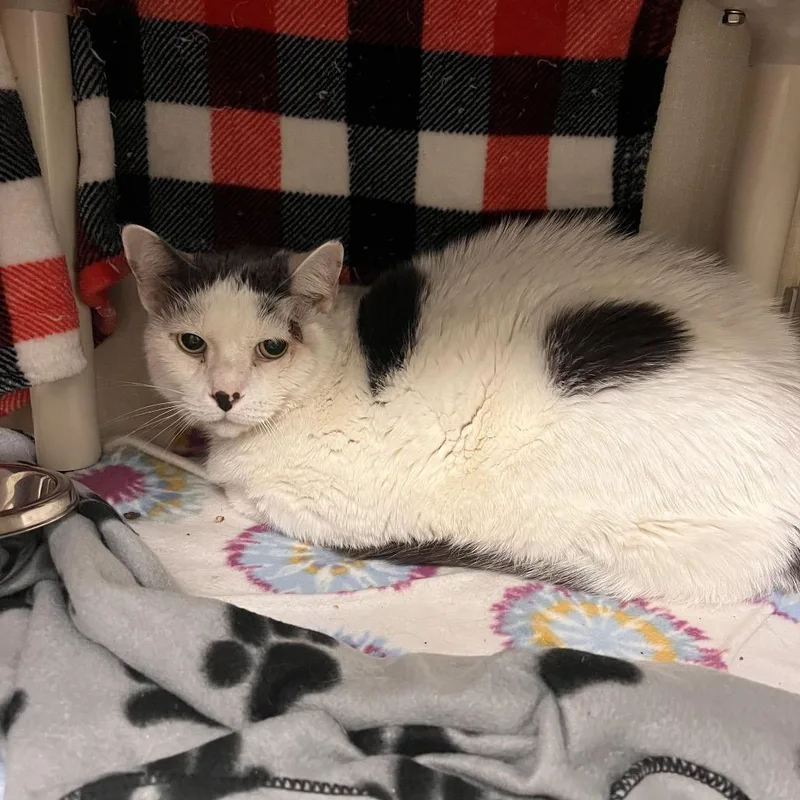 A senior large-sized male White Domestic Short Hair cat named Nikki for adoption in Mentor, OH