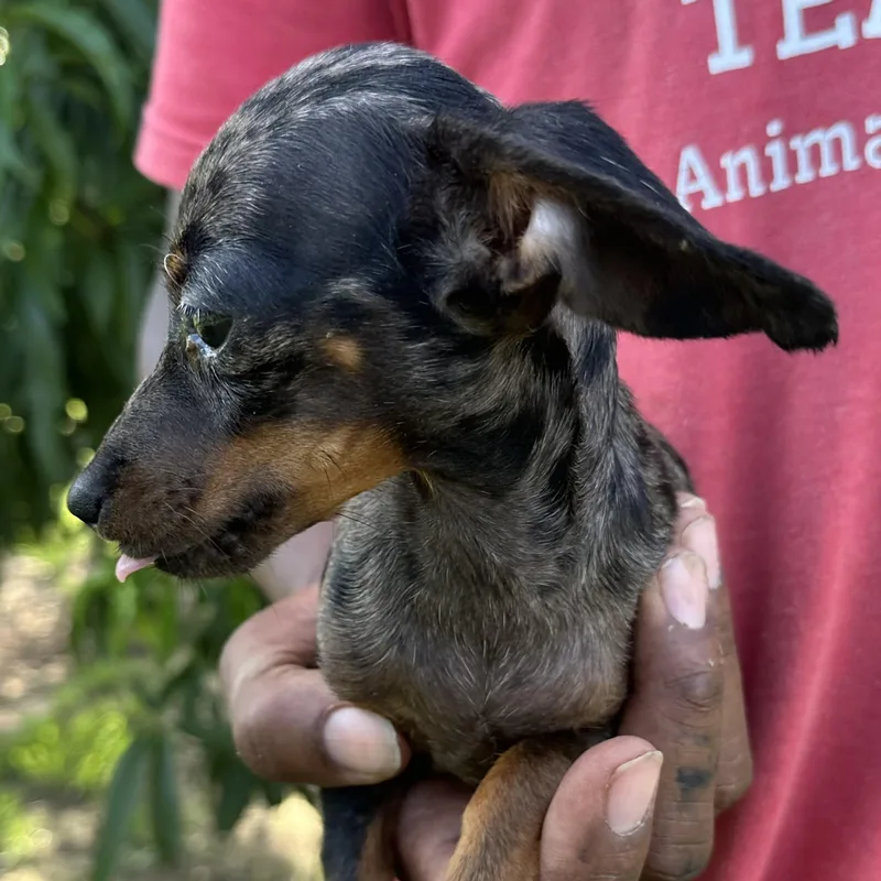 A baby small-sized female Dachshund dog named Rosey  Local July for adoption in Brookshire, TX