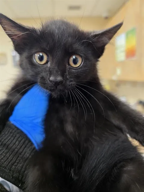 A baby small-sized female Domestic Short Hair cat named Queens for adoption in Aliquippa, PA