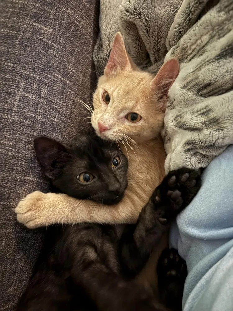 A baby small-sized male Domestic Short Hair cat named Tonka for adoption in Dallas, TX