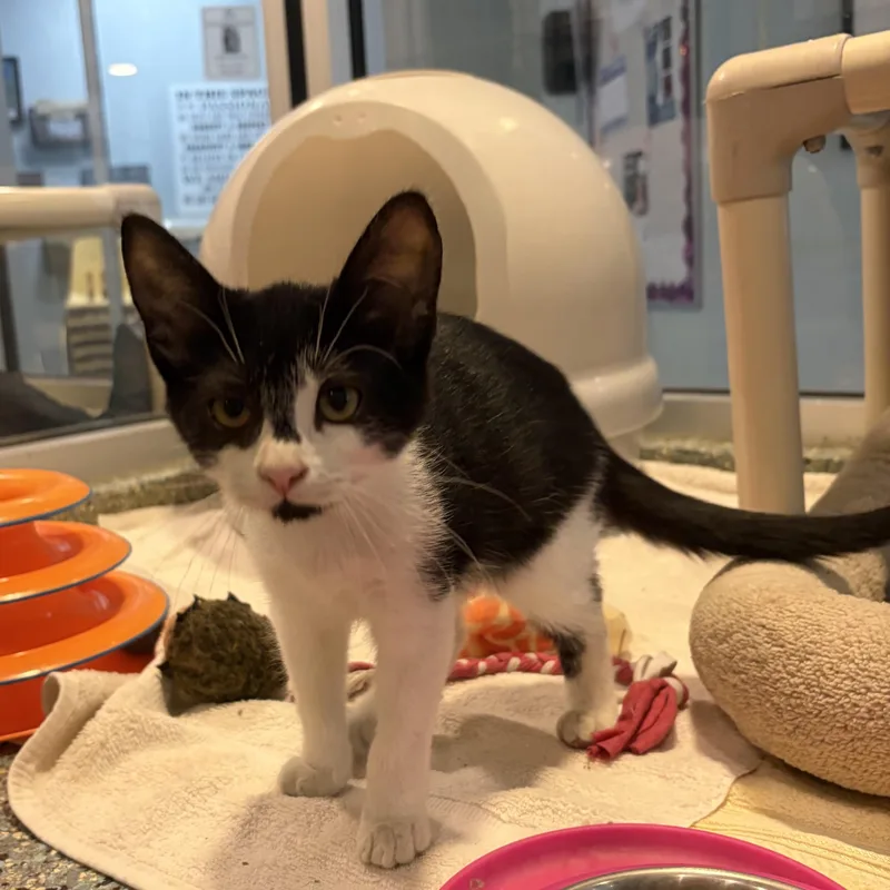 A baby medium-sized male Black & White / Tuxedo Domestic Short Hair cat named Scout for adoption in Charleston, SC