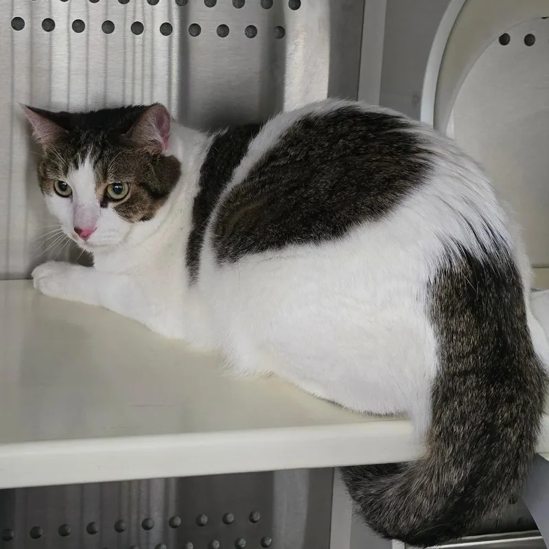 An adult small-sized male White Domestic Short Hair cat named Sonny for adoption in Denver, CO