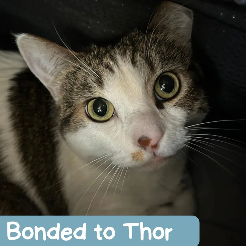 Sonny thumbnail 5