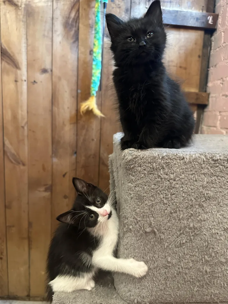 A baby small-sized female Black Domestic Medium Hair cat named Darner for adoption in Milwaukee, WI