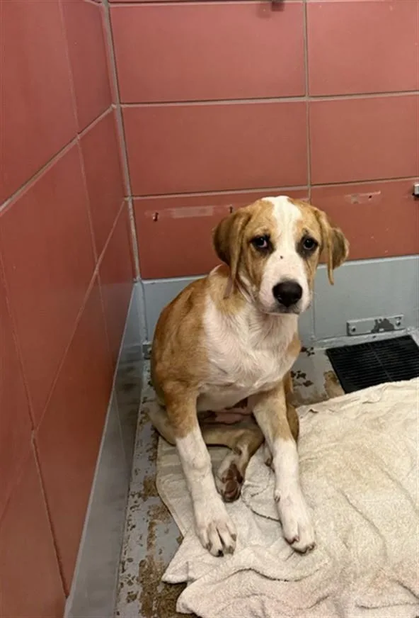 A baby medium-sized female Catahoula Leopard Dog dog named A for adoption in Houston, TX