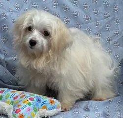 A baby small-sized male White / Cream Maltese dog named So Much To Love for adoption in Fort Myers, FL