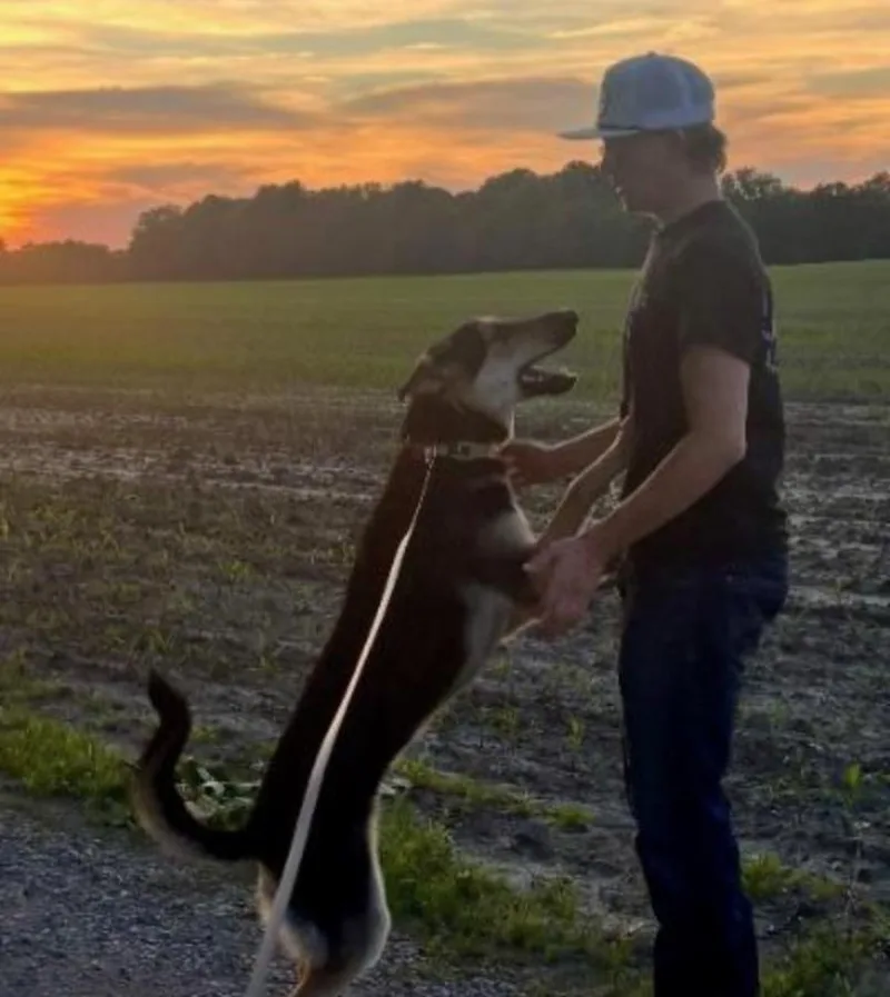 A young small-sized male German Shepherd Dog dog named Remi for adoption in Carroll, OH