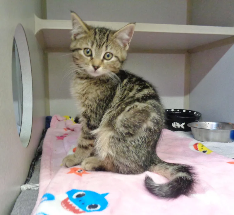 A baby small-sized female Brown / Chocolate Tabby cat named Mesa Verde for adoption in Delhi, NY