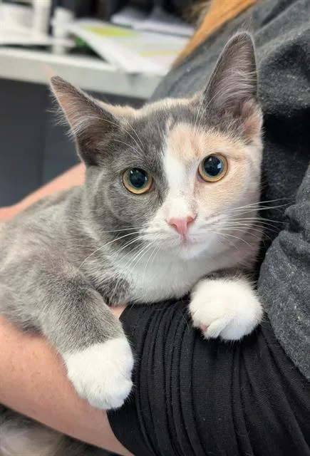 A baby small-sized female Domestic Short Hair cat named Ashley for adoption in Canfield, OH