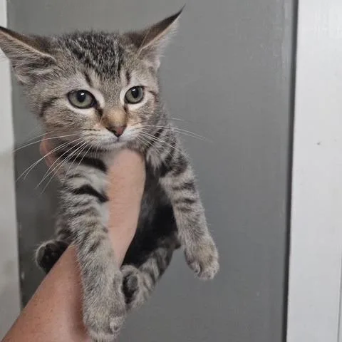 A baby small-sized female Domestic Short Hair cat named Roe for adoption in Monticello, IL