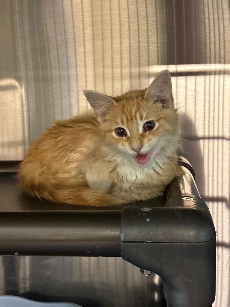 A baby large-sized female Domestic Long Hair cat named Juliet for adoption in Metter, GA