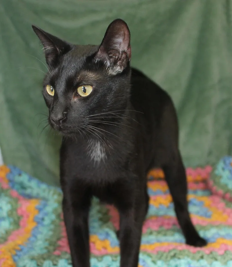 A young medium-sized male Black Domestic Short Hair cat named Zhyen for adoption in Prattville, AL
