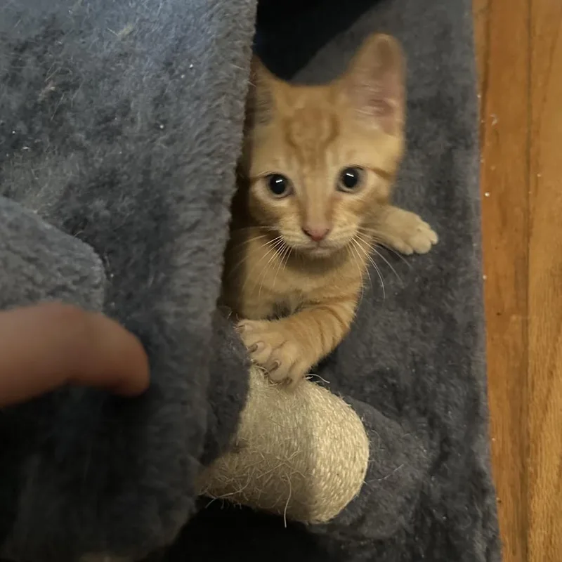 A baby small-sized male Orange / Red Domestic Short Hair cat named Tangelo for adoption in Houston, TX