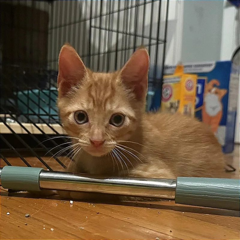 Tangelo thumbnail 6