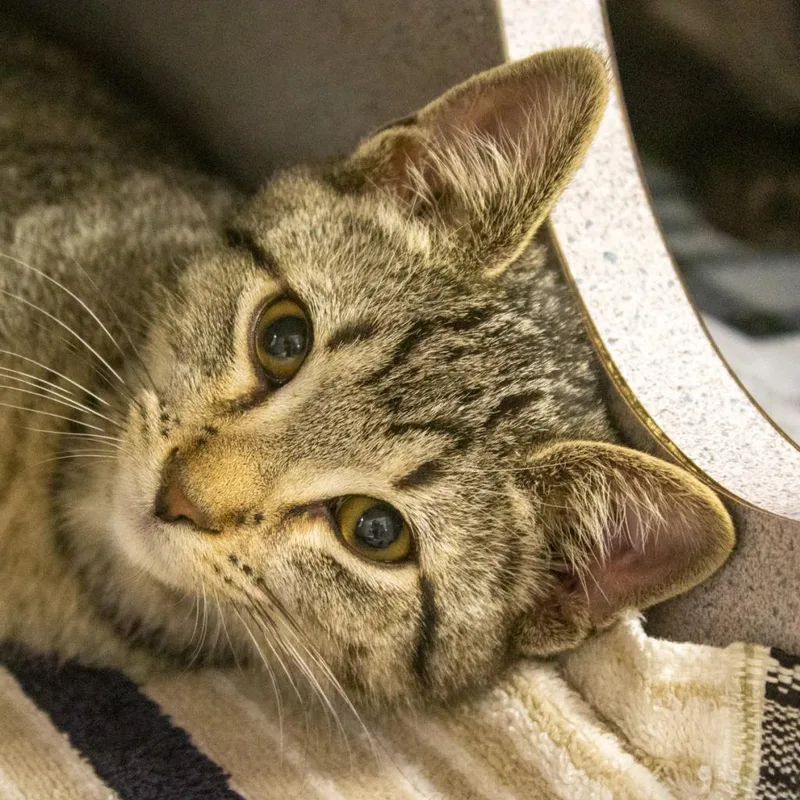 An adult large-sized male Brown / Chocolate Domestic Short Hair cat named Hank for adoption in Evansville, IN
