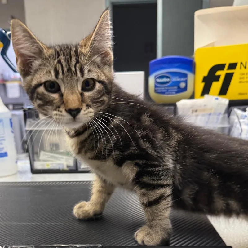 A baby small-sized male Brown / Chocolate Domestic Short Hair cat named Jermaine for adoption in Spokane, WA
