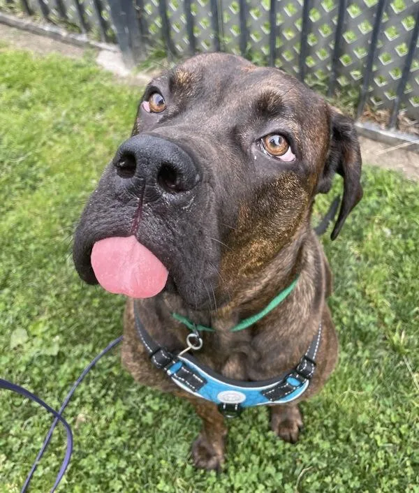 A young extra large-sized female Mastiff dog named Princess Bubblegum for adoption in Oakland, CA