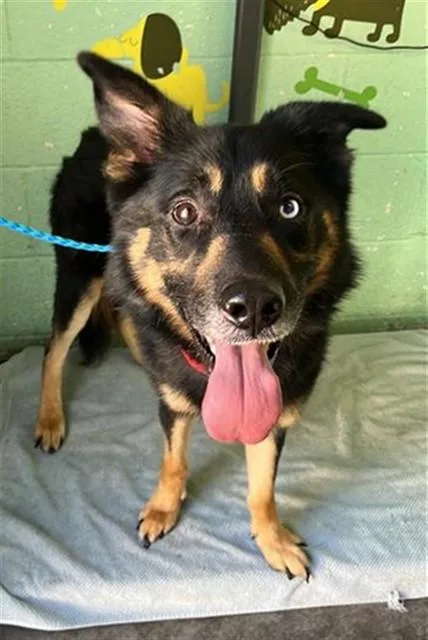 An adult large-sized male German Shepherd Dog dog named Aden for adoption in Sacramento, CA