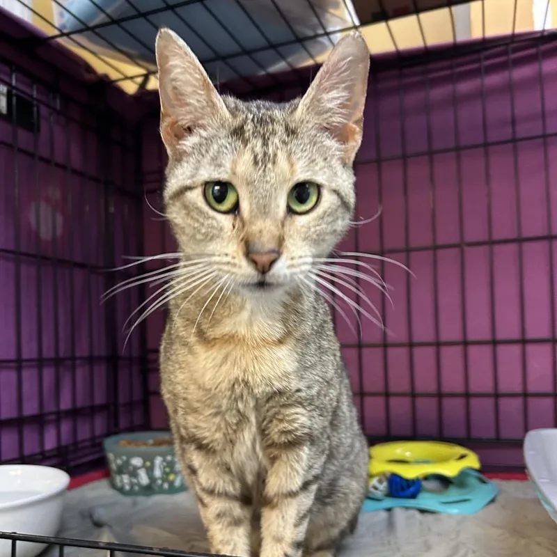 A young medium-sized female Buff / Tan / Fawn Domestic Short Hair cat named Blondie for adoption in Pennsville, NJ