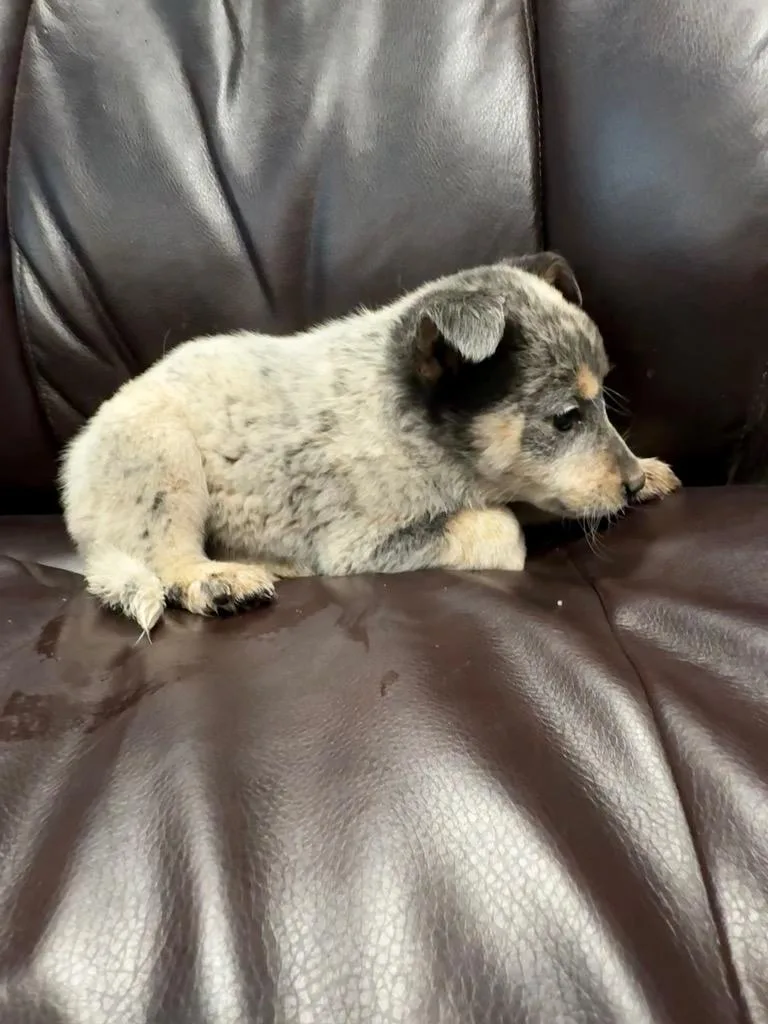 A baby medium-sized male Australian Cattle Dog / Blue Heeler dog named Angus for adoption in Reno, NV