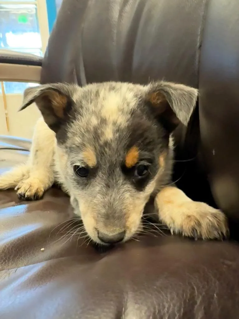 Angus thumbnail 3