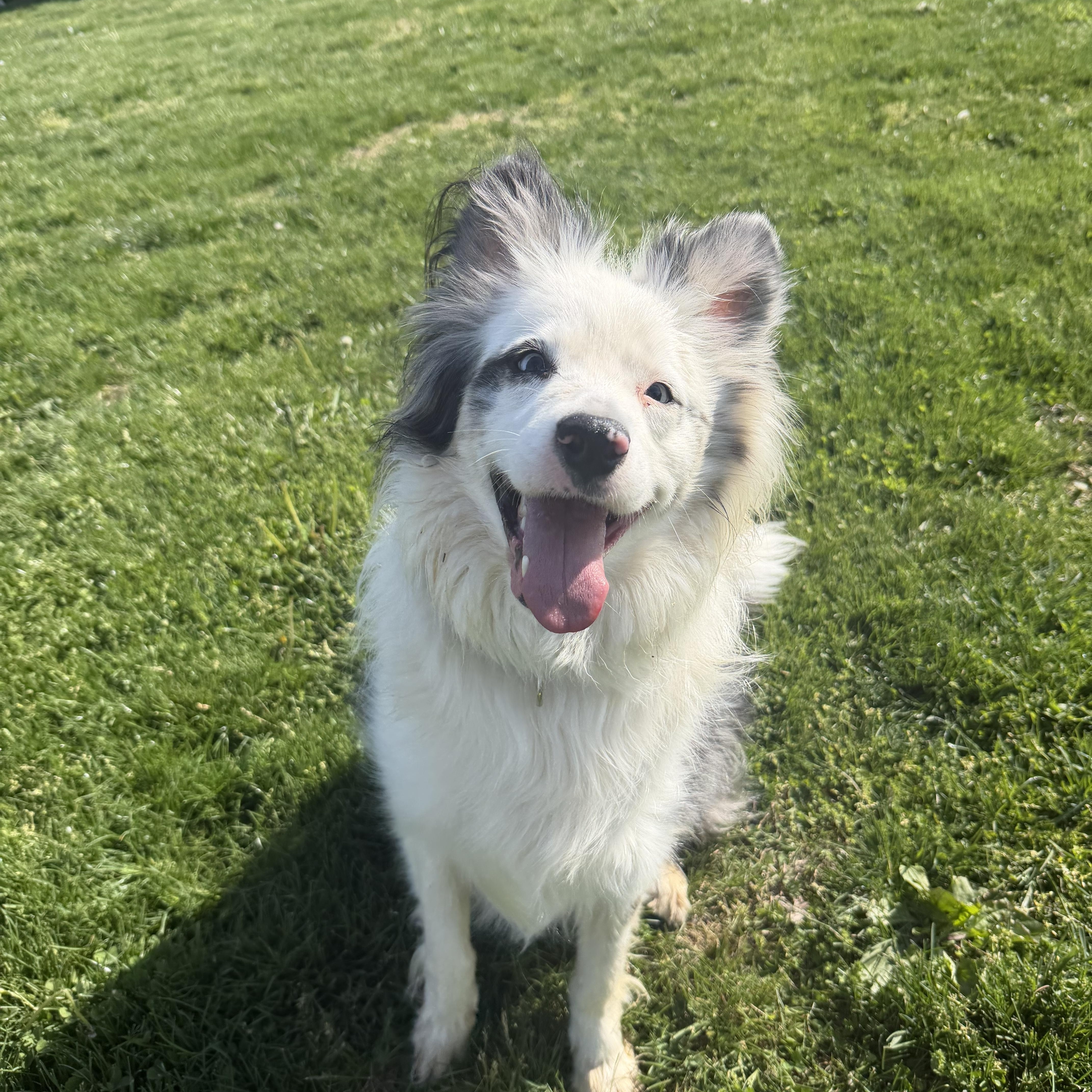 An adult medium-sized female Merle (Blue) Australian Shepherd dog named Juju for adoption in South Charleston, OH