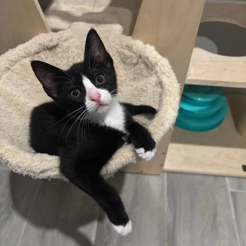 A baby small-sized female Black Domestic Short Hair cat named Countess for adoption in Bulverde, TX