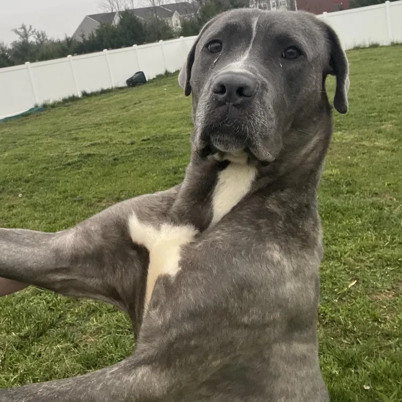 An adult small-sized male Brindle Cane Corso dog named Ermine for adoption in manchester, PA