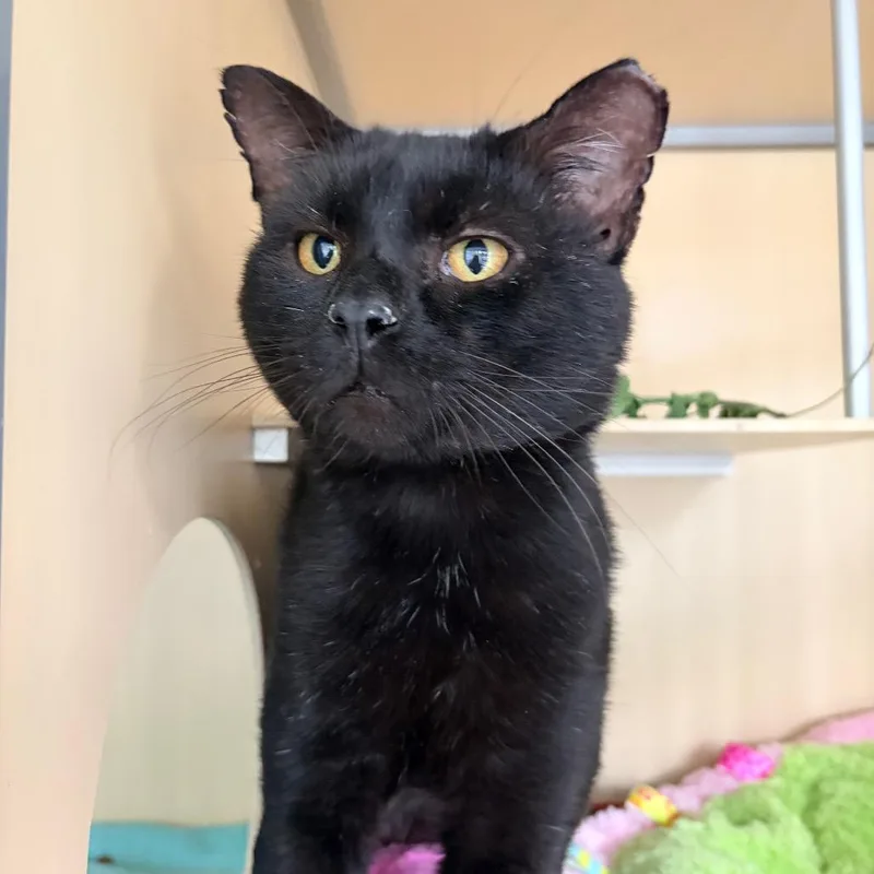 An adult large-sized male American Shorthair cat named Morpheus for adoption in Aldie, VA