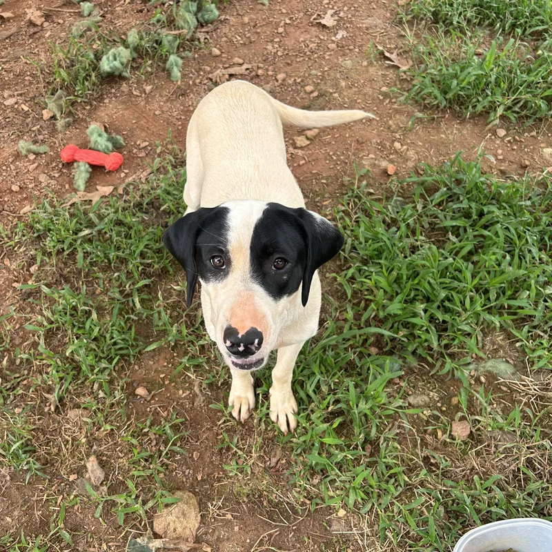 Valentine thumbnail 3