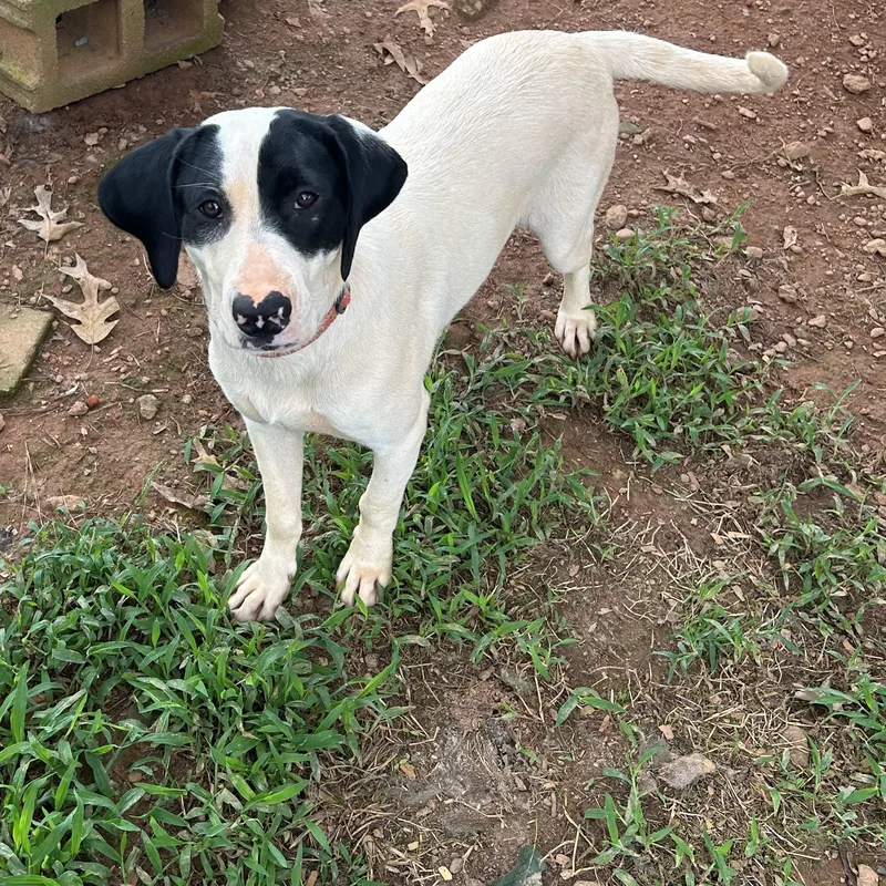 Valentine thumbnail 4