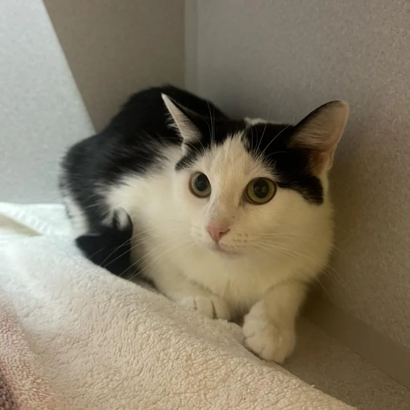 A young medium-sized female White Domestic Short Hair cat named Lilah for adoption in Pittsburgh, PA