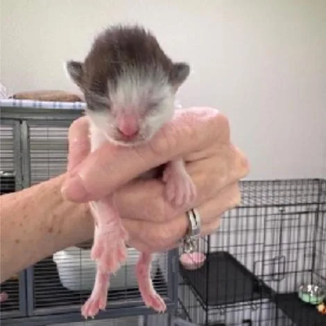 A baby small-sized male Black Domestic Short Hair cat named Bandit for adoption in League City, TX
