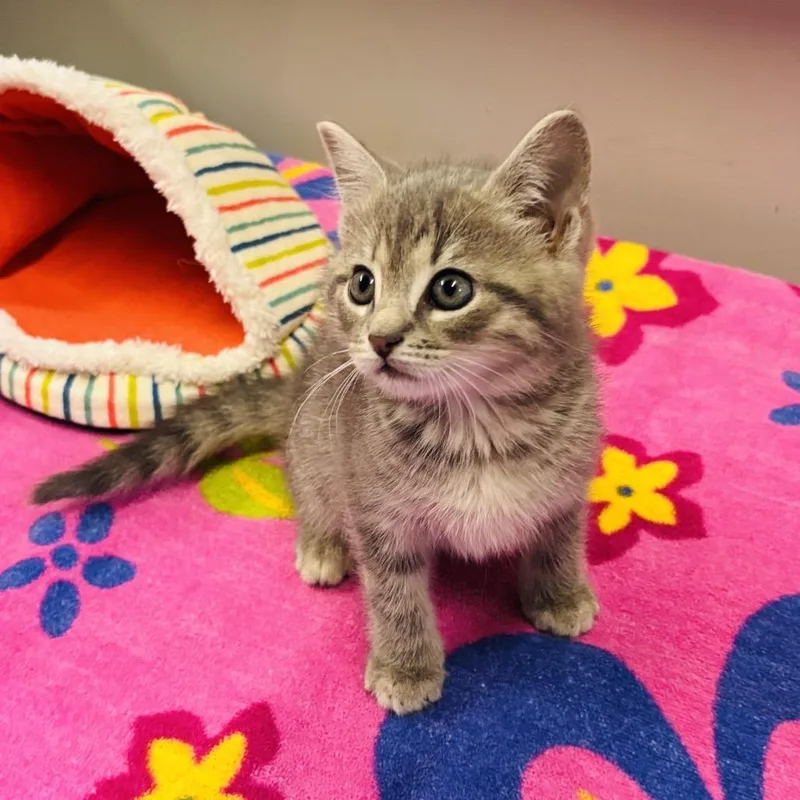A baby small-sized male Gray / Blue / Silver Domestic Short Hair cat named West for adoption in Mocksville, NC