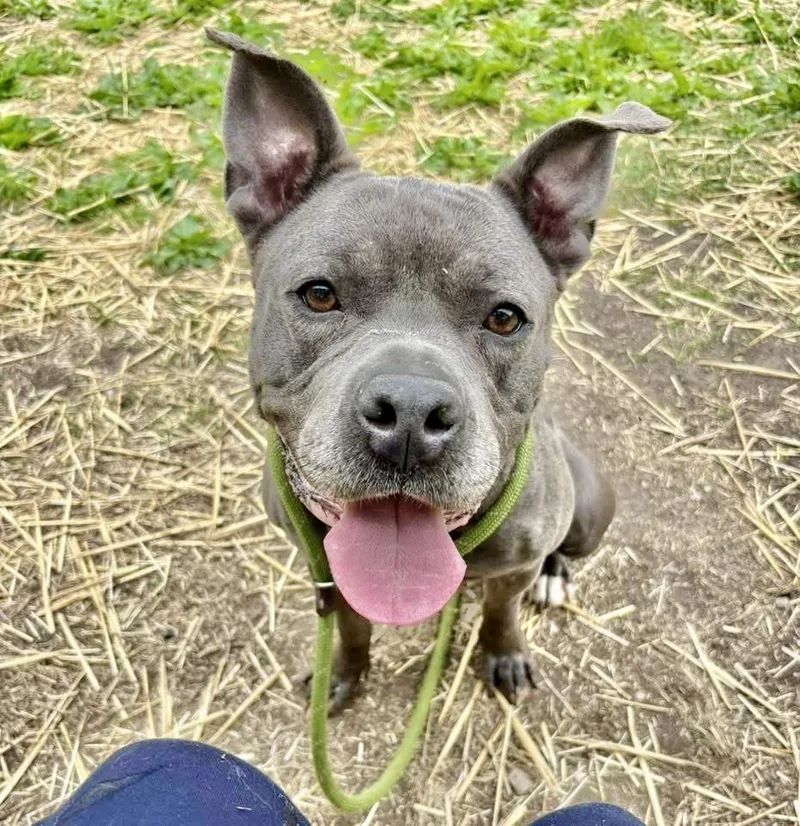 An adult medium-sized female Gray / Blue / Silver Pit Bull Terrier dog named Jeanetta for adoption in Chicago, IL