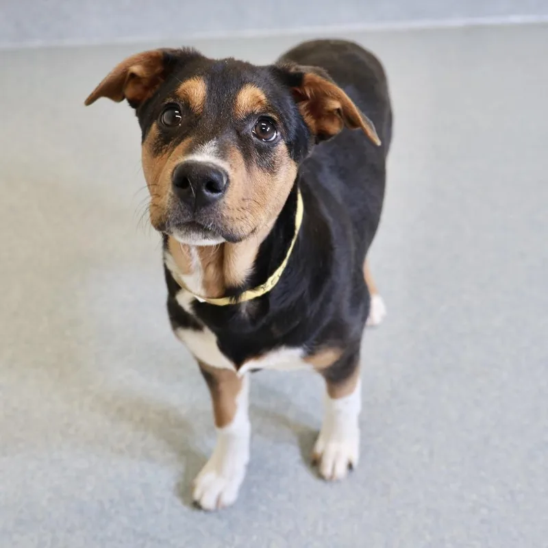 A baby small-sized female Black Terrier dog named Betsy for adoption in Briarcliff Manor, NY