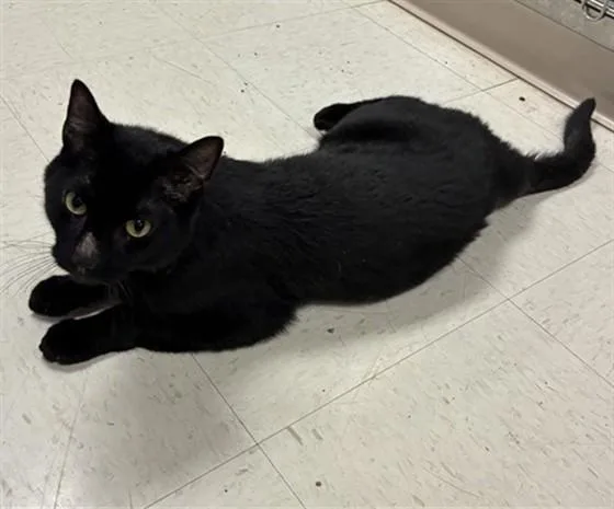 A young small-sized male Domestic Short Hair cat named Nigel for adoption in Olivette, MO
