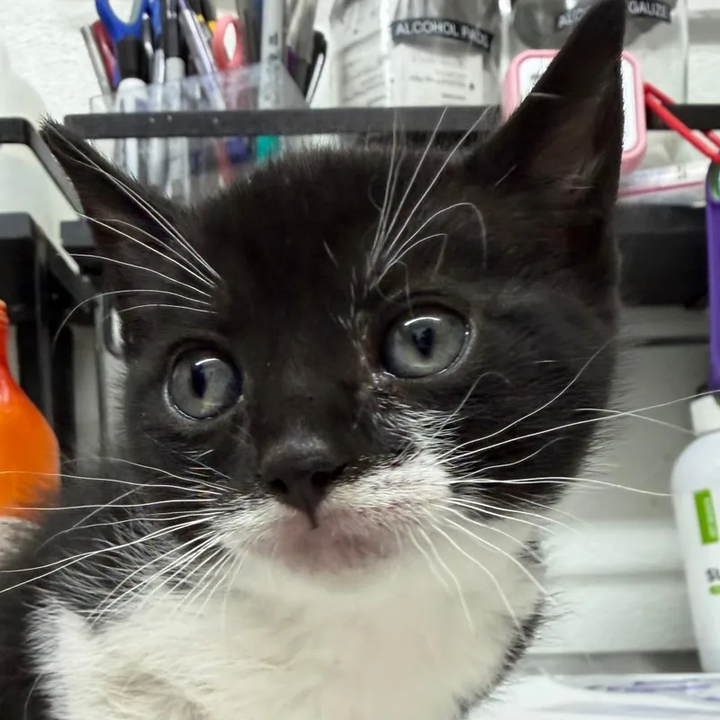 A baby small-sized female Black Domestic Short Hair cat named Wisp for adoption in Point Richmond, CA