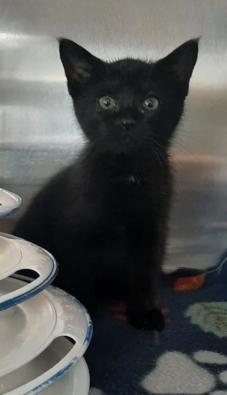 A young medium-sized male Black Domestic Short Hair cat named Bada Bing for adoption in Georgetown, OH