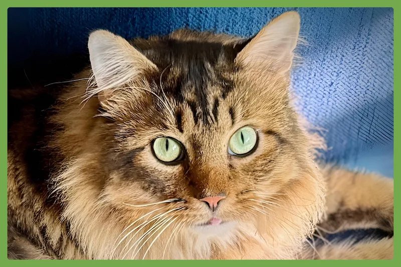 An adult large-sized male Tabby (Buff / Tan / Fawn) Domestic Long Hair cat named Cosmo for adoption in Amherst, MA
