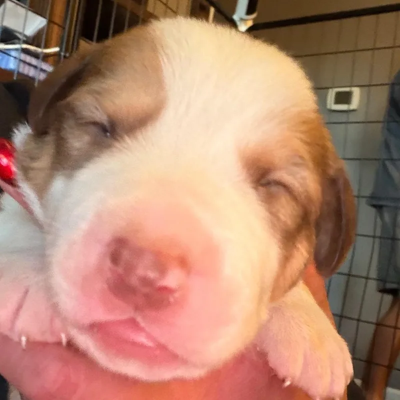 A baby small-sized male White / Cream Hound dog named Droolius Ceasar for adoption in Greenfield, IN