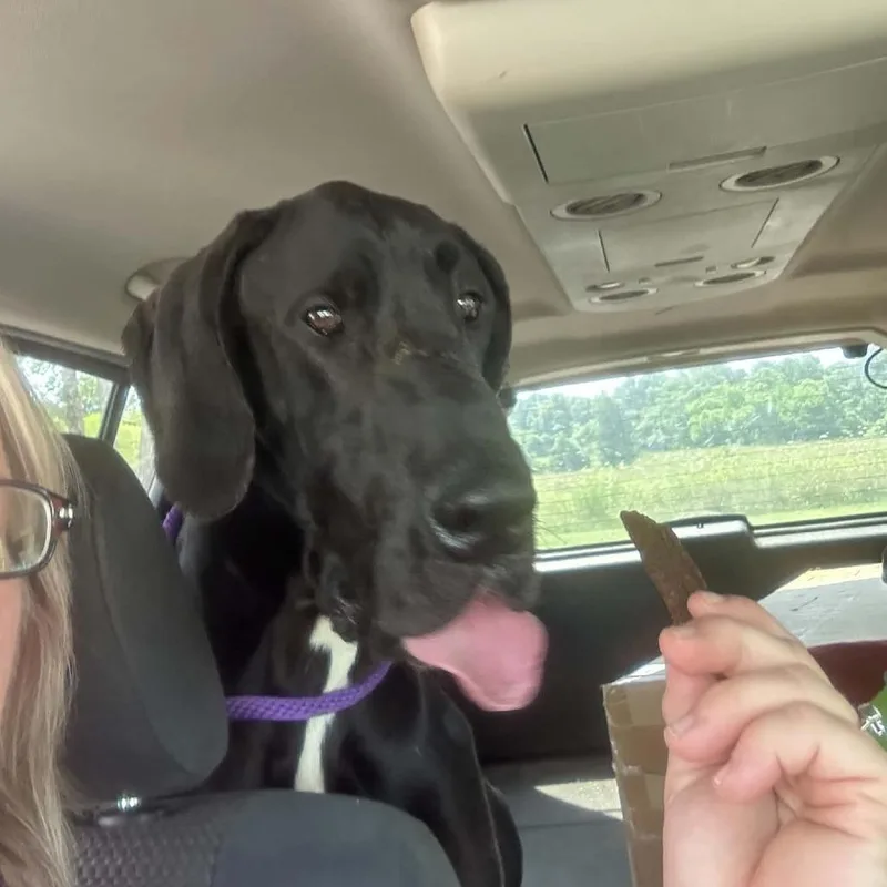 A young extra large-sized male Black Great Dane dog named Ink for adoption in Shelby, NC